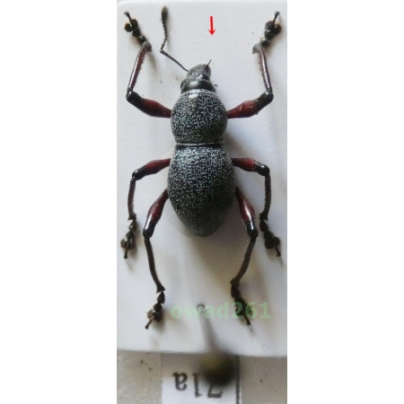 Metapocyrtus samarensis Schultze, 1925 male Philippines71a